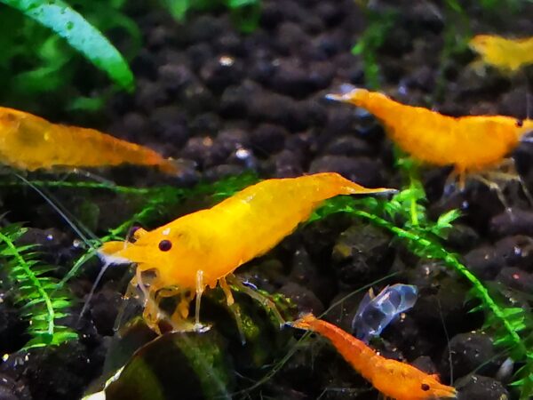 ORANGE - 1.5-2.0 CM